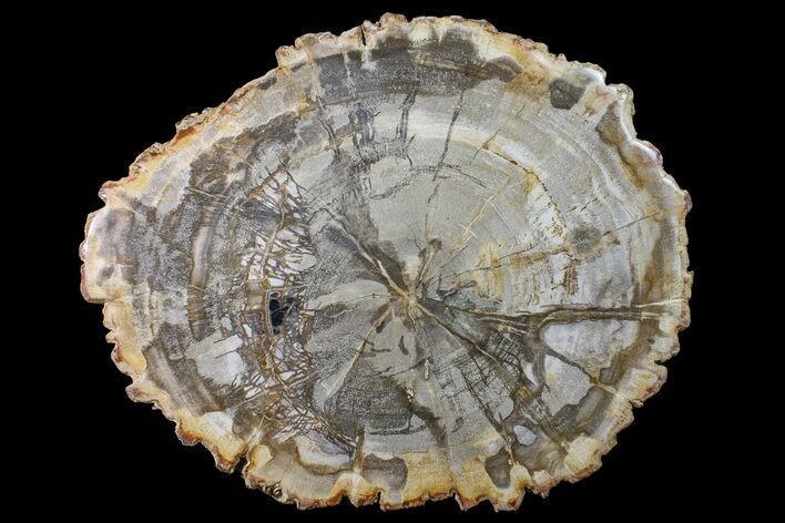 Polished, Petrified Wood Round - Indonesia #159367